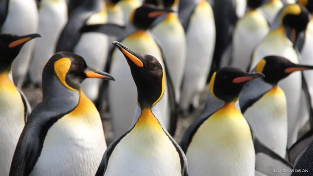 A large gathering of Emporer Penguins in the Antarctic.